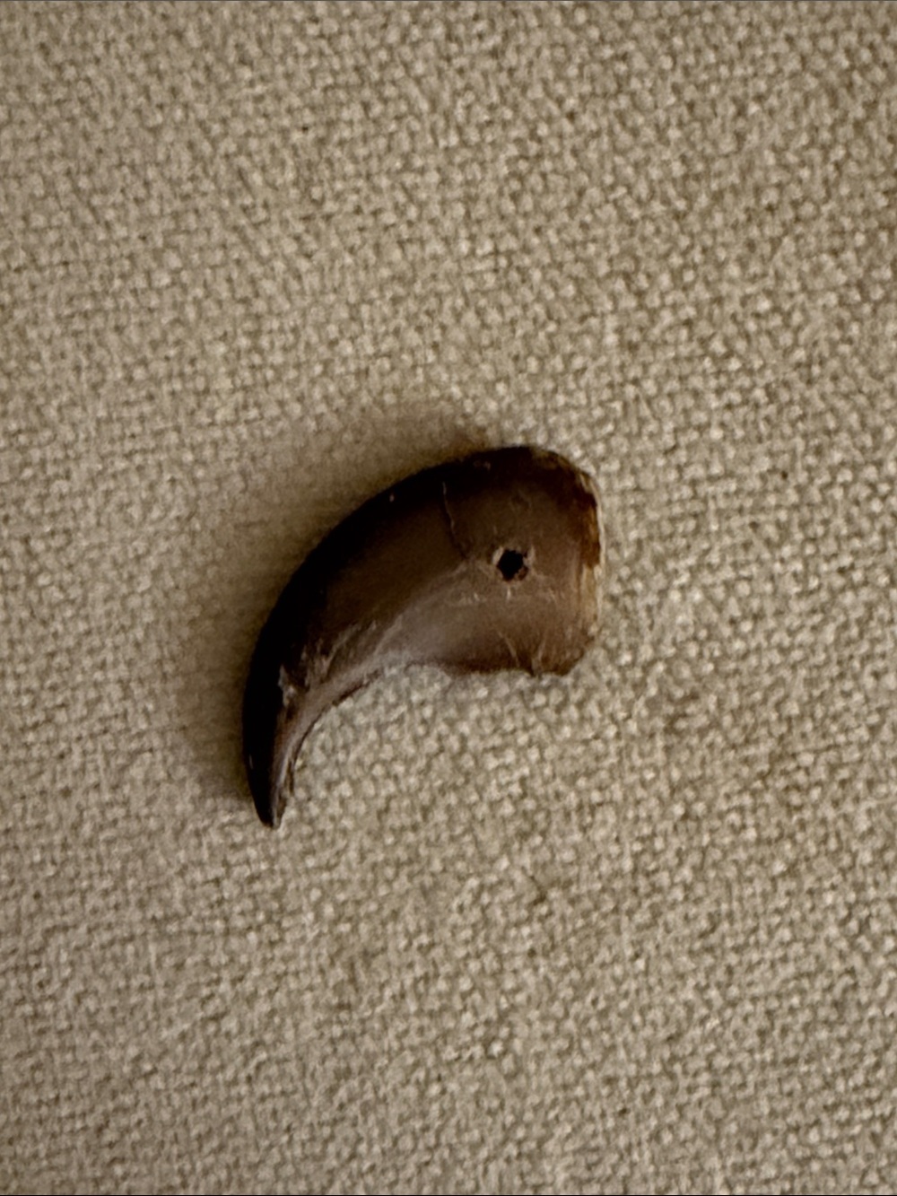 Handcrafted Brown Claw Pendant Necklace Accent